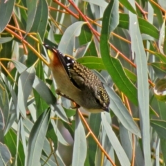 Pardalotus punctatus (Spotted Pardalote) at ANBG - 13 Jun 2018 by RodDeb