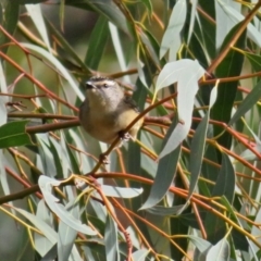 Pardalotus punctatus at Acton, ACT - 13 Jun 2018