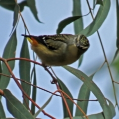 Pardalotus punctatus at Acton, ACT - 13 Jun 2018