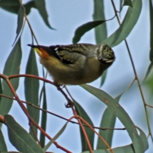 Pardalotus punctatus at Acton, ACT - 13 Jun 2018