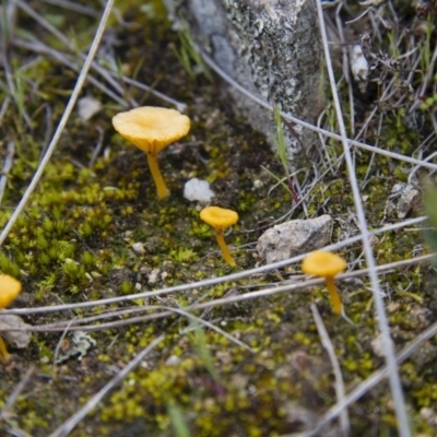 Lichenomphalia chromacea (Yellow Navel) at Illilanga & Baroona - 9 Oct 2016 by Illilanga