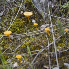 Lichenomphalia chromacea at Illilanga & Baroona - 9 Oct 2016