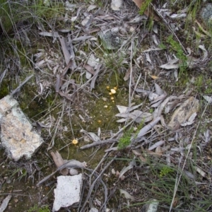 Lichenomphalia chromacea at Illilanga & Baroona - 9 Oct 2016