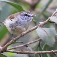 Gerygone mouki (Brown Gerygone) at Burrill Lake, NSW - 31 Mar 2016 by CharlesDove