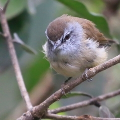 Gerygone mouki at Burrill Lake, NSW - 31 Mar 2016 12:00 AM