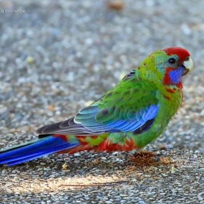 Platycercus elegans (Crimson Rosella) at Mollymook, NSW - 26 Mar 2016 by CharlesDove