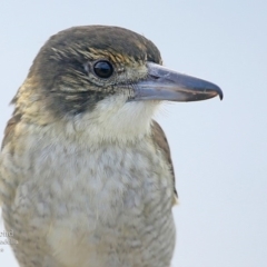 Cracticus torquatus (Grey Butcherbird) at Ulladulla - Warden Head Bushcare - 29 Mar 2016 by Charles Dove