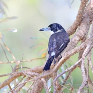 Cracticus torquatus at Narrawallee Bushcare - 29 Mar 2016 12:00 AM