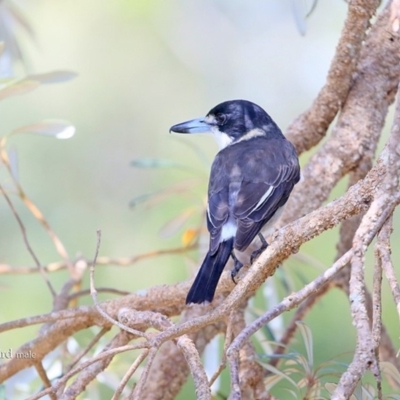Cracticus torquatus (Grey Butcherbird) at Narrawallee Foreshore Reserves Walking Track - 28 Mar 2016 by Charles Dove
