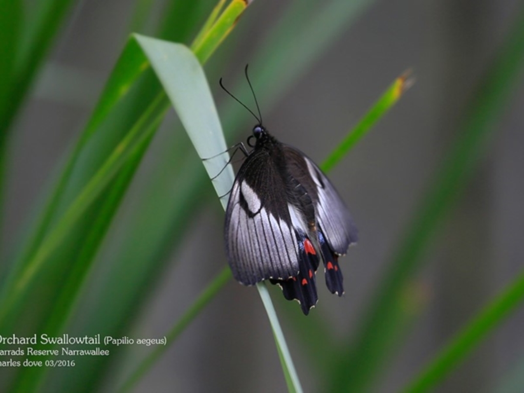 Papilio aegeus at Garrads Reserve Narrawallee - 30 Mar 2016