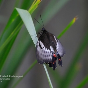 Papilio aegeus at Garrads Reserve Narrawallee - 30 Mar 2016