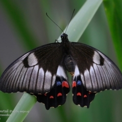 Papilio aegeus at Garrads Reserve Narrawallee - 30 Mar 2016