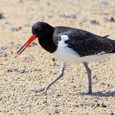 Haematopus longirostris (Australian Pied Oystercatcher) at Narrawallee, NSW - 31 Mar 2016 by CharlesDove