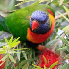 Trichoglossus moluccanus (Rainbow Lorikeet) at Mollymook, NSW - 28 Mar 2016 by Charles Dove