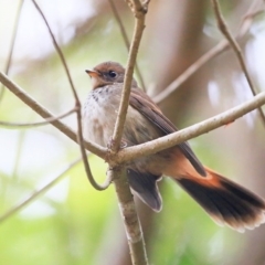 Rhipidura rufifrons (Rufous Fantail) at Meroo National Park - 27 Mar 2016 by Charles Dove