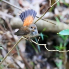 Rhipidura rufifrons at Meroo National Park - 28 Mar 2016