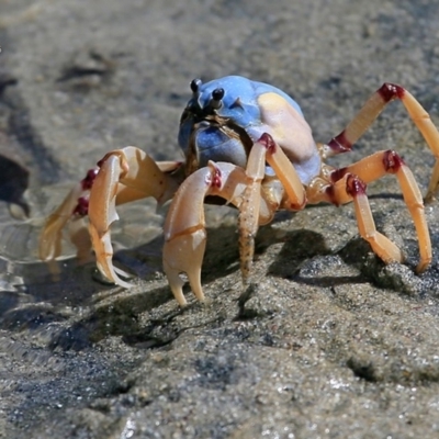 Mictyris longicarpus (Soldier Crab) at Narrawallee Foreshore Reserves Walking Track - 30 Mar 2016 by CharlesDove