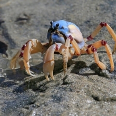 Mictyris longicarpus (Soldier Crab) at Narrawallee Foreshore Reserves Walking Track - 29 Mar 2016 by Charles Dove