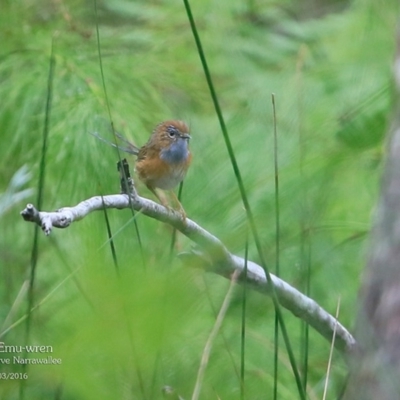 Stipiturus malachurus (Southern Emu-wren) at Garrads Reserve Narrawallee - 27 Mar 2016 by CharlesDove