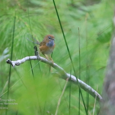 Stipiturus malachurus (Southern Emu-wren) at Narrawallee Foreshore and Reserves Bushcare Group - 26 Mar 2016 by Charles Dove