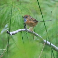 Stipiturus malachurus at Garrads Reserve Narrawallee - 27 Mar 2016