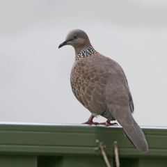 Spilopelia chinensis (Spotted Dove) at Mollymook, NSW - 26 Mar 2016 by Charles Dove