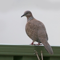 Spilopelia chinensis (Spotted Dove) at Mollymook, NSW - 27 Mar 2016 by CharlesDove