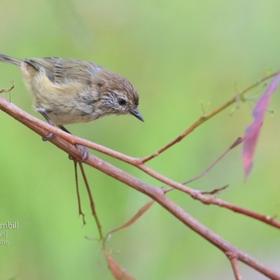 Acanthiza lineata (Striated Thornbill) at Burrill Lake, NSW - 28 Mar 2016 by Charles Dove