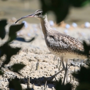 Numenius phaeopus at Narrawallee, NSW - 30 Mar 2016 12:00 AM