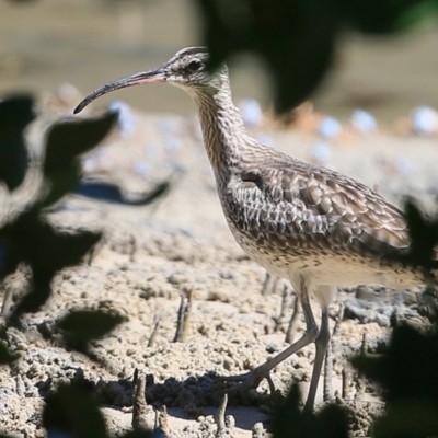 Numenius phaeopus (Whimbrel) at Narrawallee, NSW - 29 Mar 2016 by CharlesDove