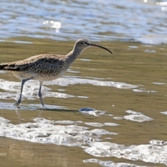 Numenius phaeopus at Narrawallee, NSW - 30 Mar 2016