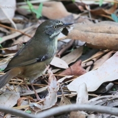 Sericornis frontalis (White-browed Scrubwren) at Burrill Lake, NSW - 28 Mar 2016 by CharlesDove