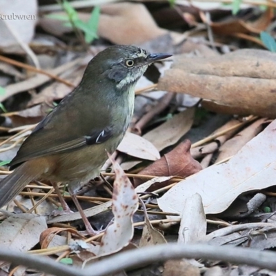 Sericornis frontalis (White-browed Scrubwren) at Burrill Lake, NSW - 28 Mar 2016 by CharlesDove