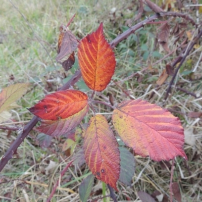 Rubus anglocandicans (Blackberry) at Campbell, ACT - 28 May 2018 by michaelb