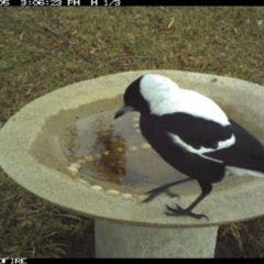 Gymnorhina tibicen (Australian Magpie) at Tathra Public School - 5 Jun 2018 by tathrapublicschool