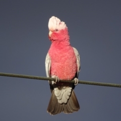 Eolophus roseicapilla (Galah) at Red Hill Nature Reserve - 13 Jun 2018 by roymcd