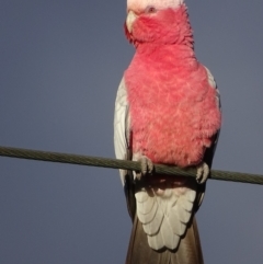 Eolophus roseicapilla at Red Hill, ACT - 13 Jun 2018