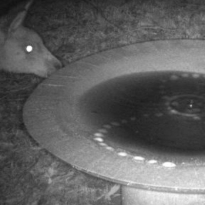 Macropus giganteus (Eastern Grey Kangaroo) at Tathra Public School - 2 Jun 2018 by tathrapublicschool