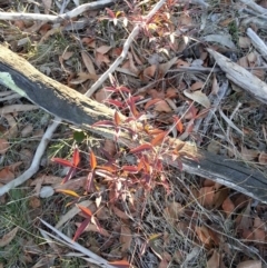 Nandina domestica (Sacred Bamboo) at Canberra Central, ACT - 11 Jun 2018 by waltraud