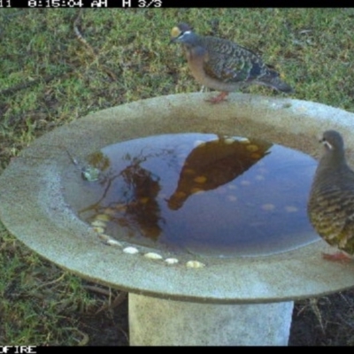 Phaps chalcoptera (Common Bronzewing) at Tathra Public School - 11 Jun 2018 by tathrapublicschool