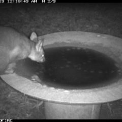 Trichosurus vulpecula (Common Brushtail Possum) at Tathra Public School - 13 Jun 2018 by tathrapublicschool