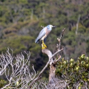 Egretta novaehollandiae at Nelson, NSW - 10 Jun 2018