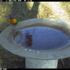 Trichoglossus moluccanus (Rainbow Lorikeet) at Tathra, NSW - 12 Jun 2018 by tathrapublicschool