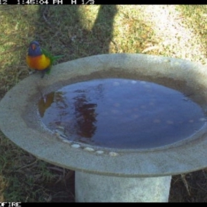 Trichoglossus moluccanus at Tathra Public School - 12 Jun 2018