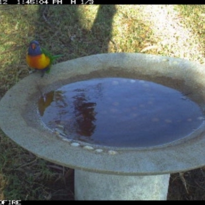 Trichoglossus moluccanus (Rainbow Lorikeet) at Tathra, NSW - 12 Jun 2018 by tathrapublicschool