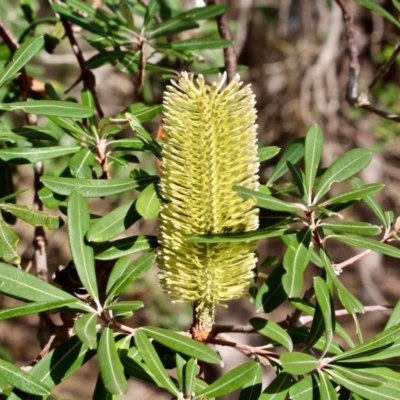 Banksia integrifolia subsp. integrifolia (Coast Banksia) at Bournda Environment Education Centre - 10 Jun 2018 by RossMannell