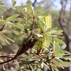 Banksia integrifolia subsp. integrifolia at Bournda, NSW - 10 Jun 2018 01:54 PM