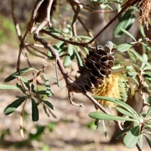 Banksia integrifolia subsp. integrifolia at Bournda, NSW - 10 Jun 2018 01:54 PM