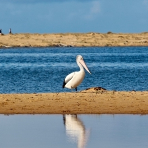 Pelecanus conspicillatus at Mogareeka, NSW - 10 Jun 2018