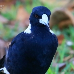 Gymnorhina tibicen (Australian Magpie) at Burrill Lake, NSW - 23 Mar 2016 by CharlesDove